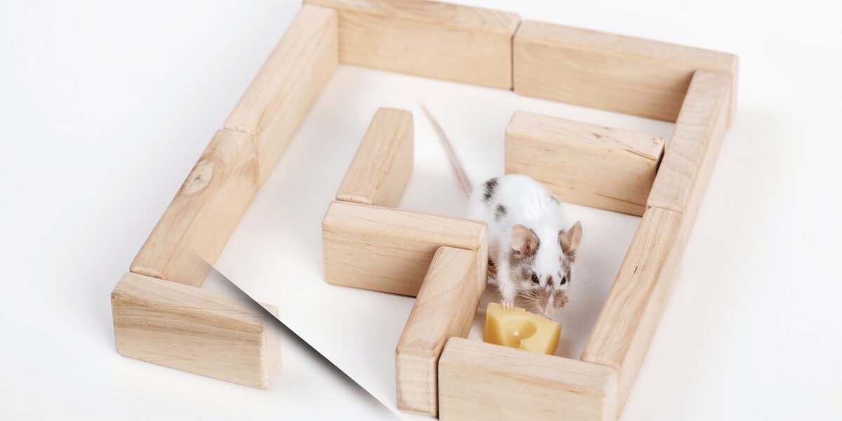 小さな迷路の中でチーズを見つけた白いハツカネズミ。知性と選択を象徴するような実験的シーン